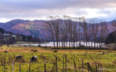 Pascoli sul lago Ampollino