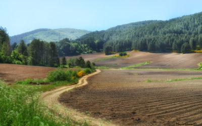 Sila. Campi di patate