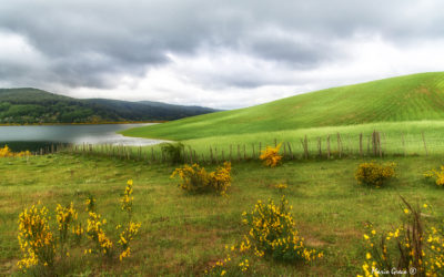 Le ginestre del Lago Passante