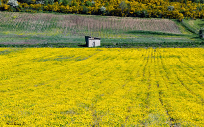 Il giallo della Sila