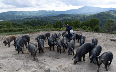 Azienda Agricola Arcuri di Carlo Arcuri a Castagna (CZ)