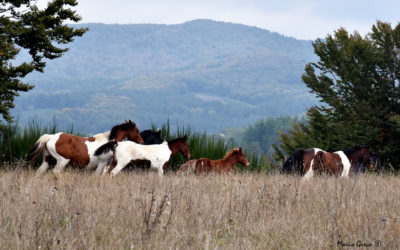 Cavalli bradi in Sila