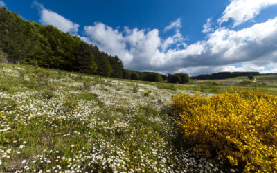 Primavera silana