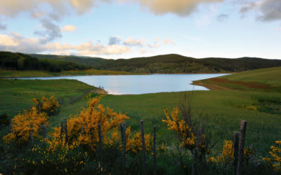 La ginestra sul lago