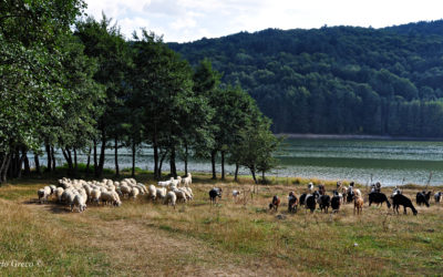 Sila – pascoli sul lago Ampollino.