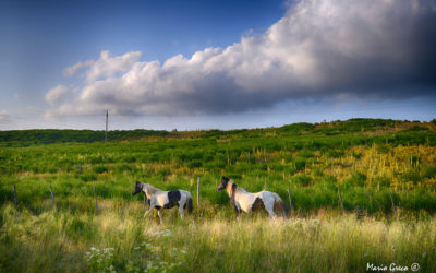 Cavalli nella primavera silana