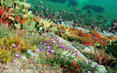 Primavera a Capo Vaticano