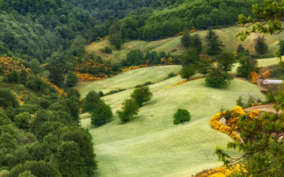 Sila in giallo verde