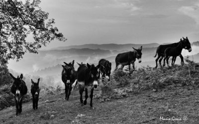 Carlopoli – Dal volume  Calabria storie di uomini e di terre di Mario Greco