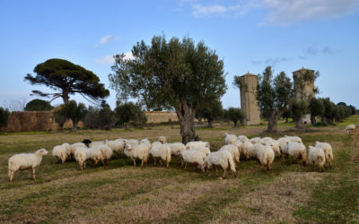 Pascoli ad Isola Capo Rizzuto