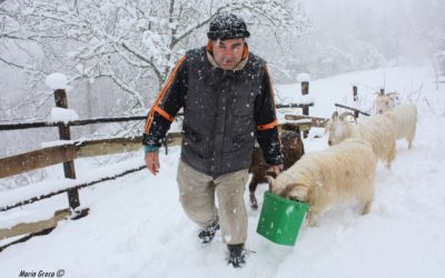 Sila – Allevatore di capre cashmere e produzione di filati a Castagna (CZ)