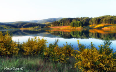 Sila la ginestra sul lago Passante