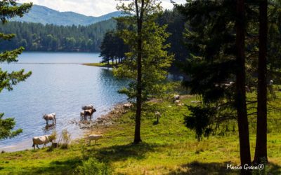 Pascoli sul lago Ampollino