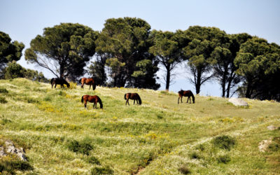 Cavalli al pascolo nelle campagne di Stalettì