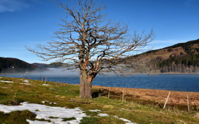 Sila – Lago Ampollino