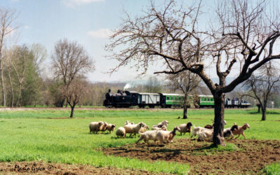 Ferrovie Calabro Lucane nella presila catanzarese