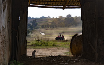 Lavoro nei campi a Maierato