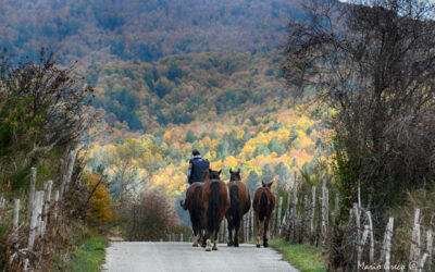 Autunno silano