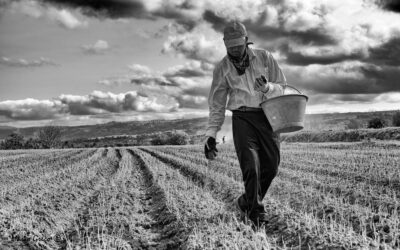 Cipolla di Tropea – lavoro nei campi