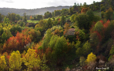 Foliage in Sila