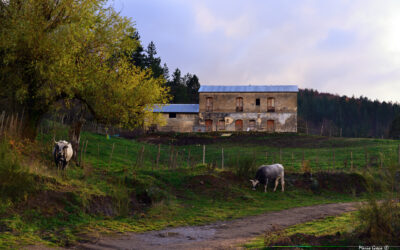 Podoliche in Sila