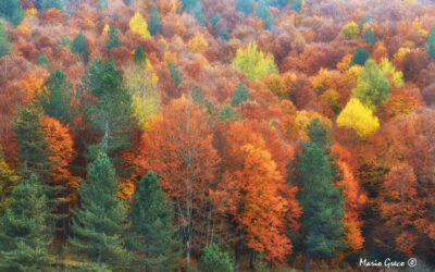 Foliage in Sila