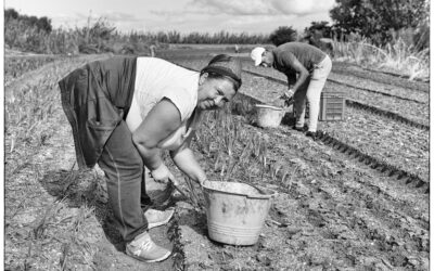 Cipolla di Tropea – lavoratori nei campi