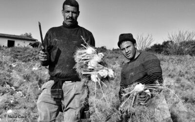 Lavoratori magrebini nella raccolta dei finocchi