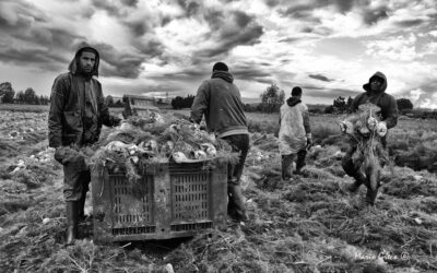 Lavoratori magrebini nella raccolta dei finocchi a Isola Capo Rizzuto.