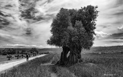 Da “Storie di uomini e di terre”