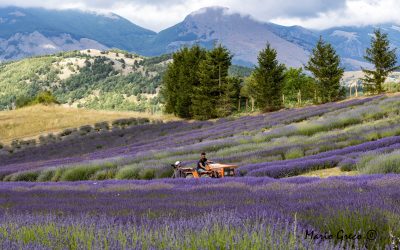 Lavoro nel parco della lavanda a Morano Calabro