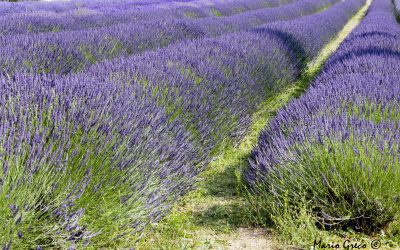 Parco della lavanda a Morano Calabro